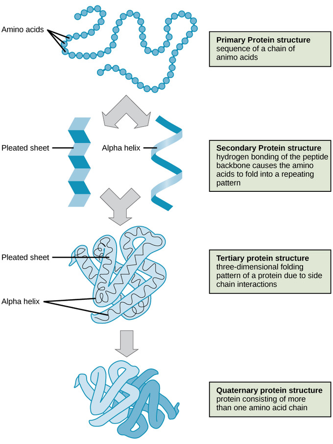 Protein Structure Boundless Chemistry