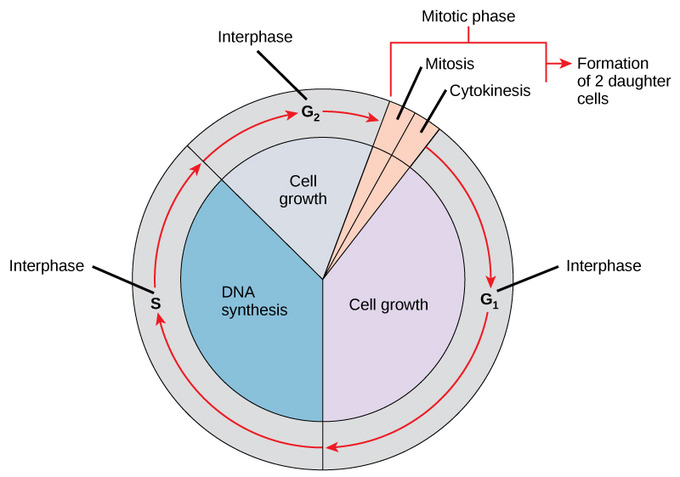 7 9A The Role Of The Cell Cycle Biology LibreTexts
