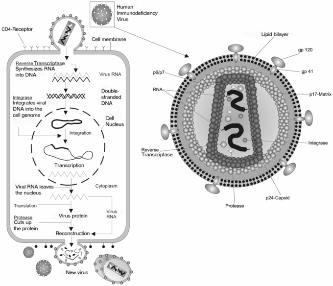 Retroviruses Double Stranded Rna Viruses Boundless Microbiology