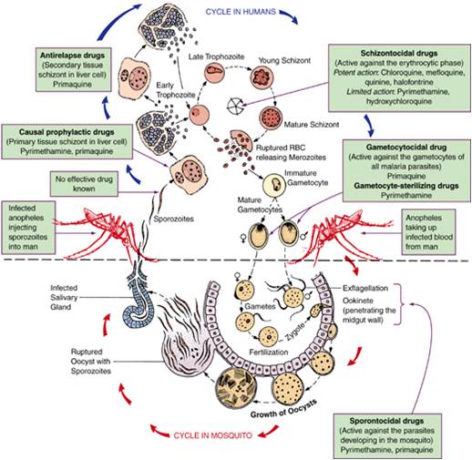 helminthic drug targets