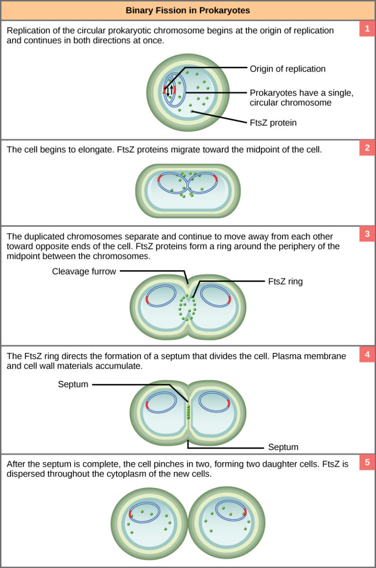Prokaryotic Cell Division Biology I