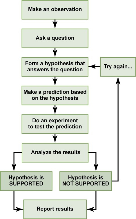 Scientific Method Flow Chart Worksheet