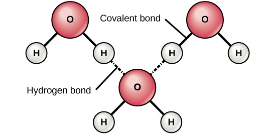 Adjacent Water Molecules 15