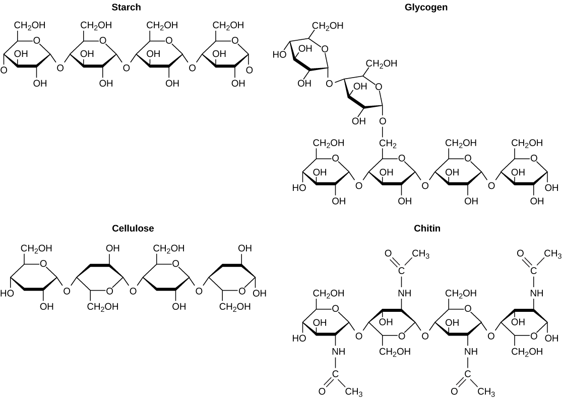 Biological Molecules Biology I