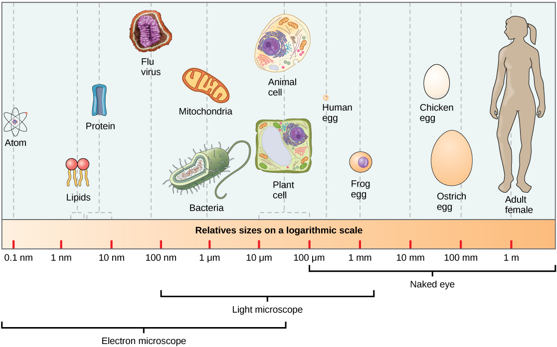 Comparing Prokaryotic and Eukaryotic Cells Biology I