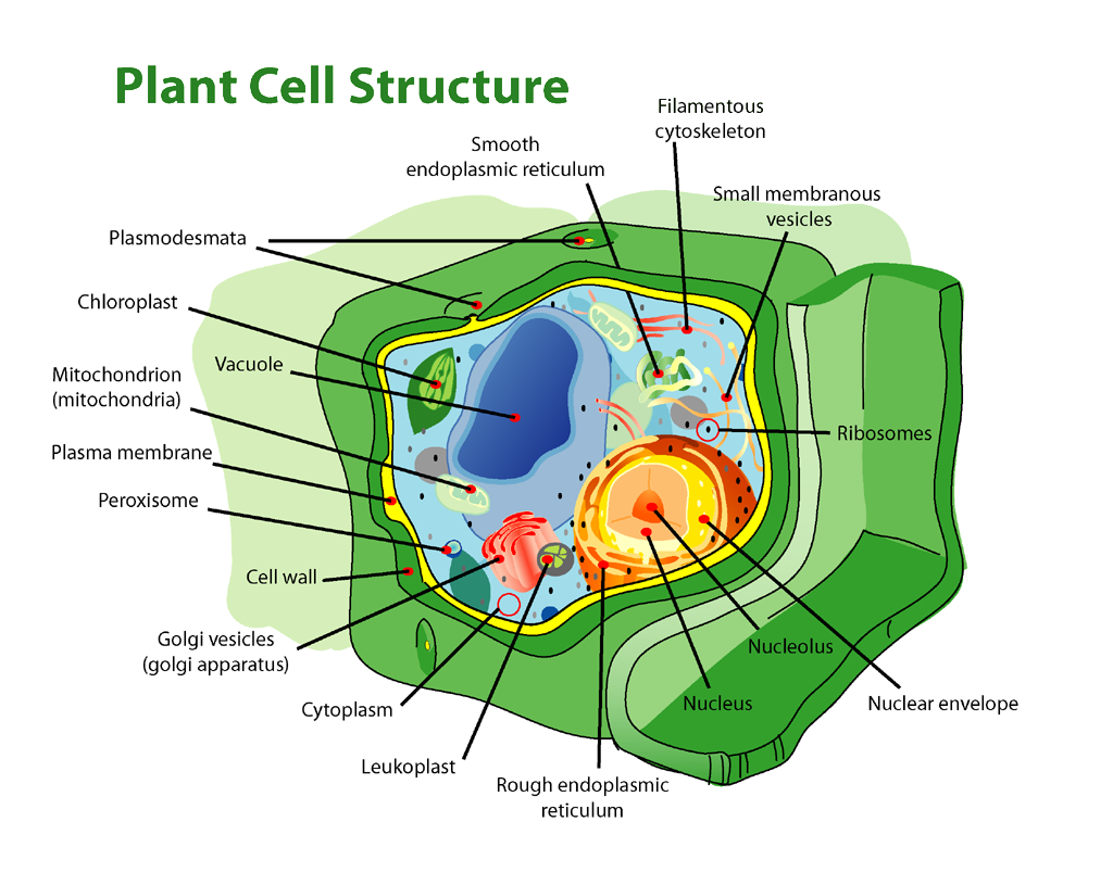 Plant Cell Structure Biology I