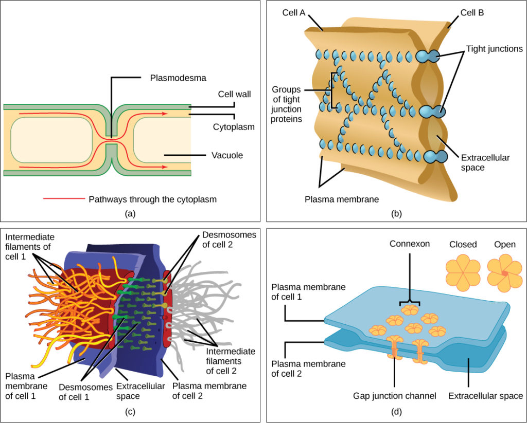 What Found in Plant Cells and Not Animal Shanna Yourneart1990