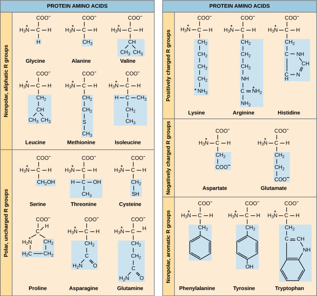 Rna Amino Acid Chart