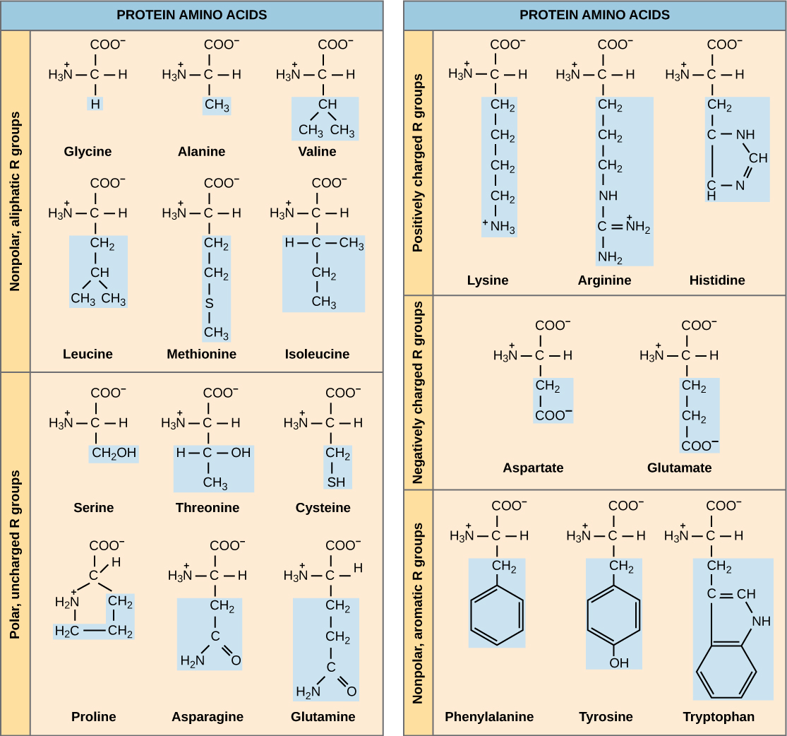 The Genetic Code Biology I