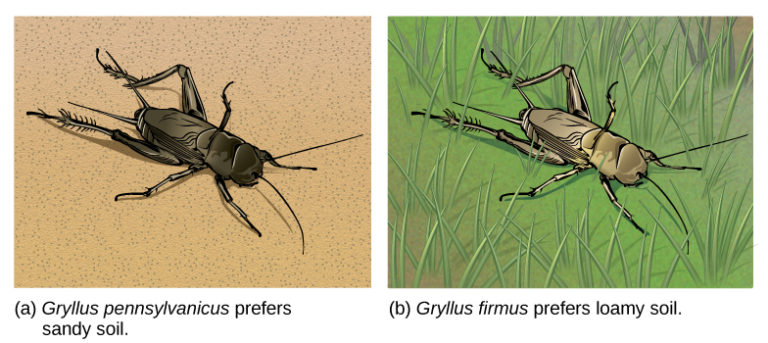 Formation of New Species | Biology I