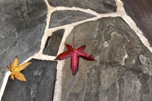 Two maple leafs shown on a flagstone path. Photo entitled "Inorganic and organic."