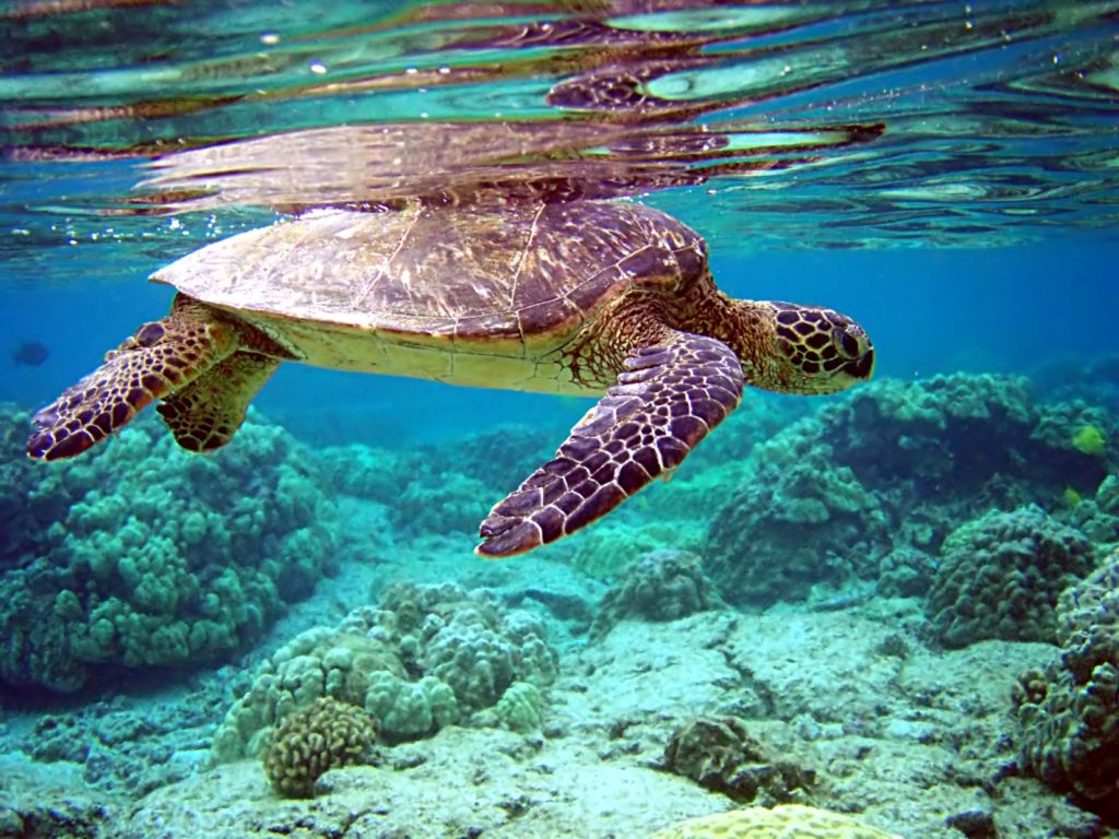 Sea turtle under water.