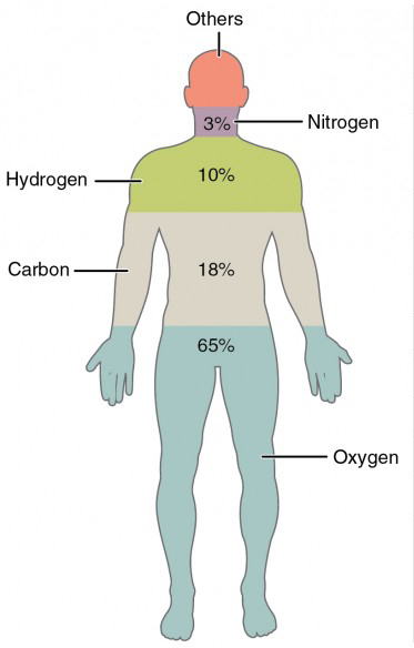 Elements And Atoms The Building Blocks Of Matter Anatomy And
