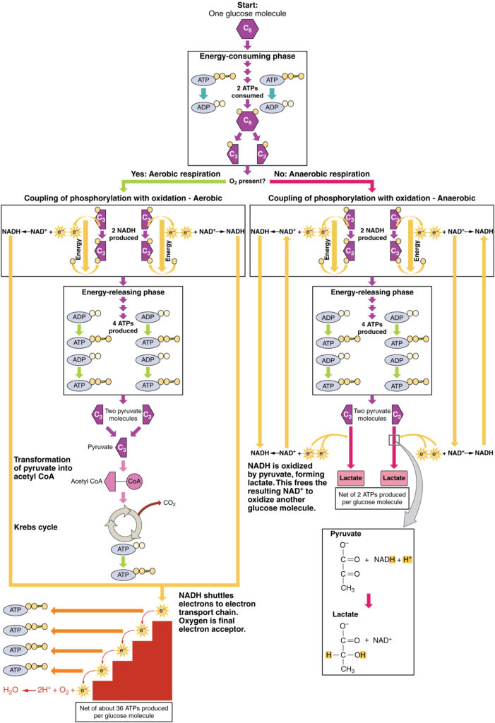 Cet organigramme montre les processus de respiration anaérobie et aérobie. L'image du haut montre la phase consommatrice d'énergie de la glycolyse. Cela se ramifie en respiration aérobie à gauche et en respiration anaérobie à droite.