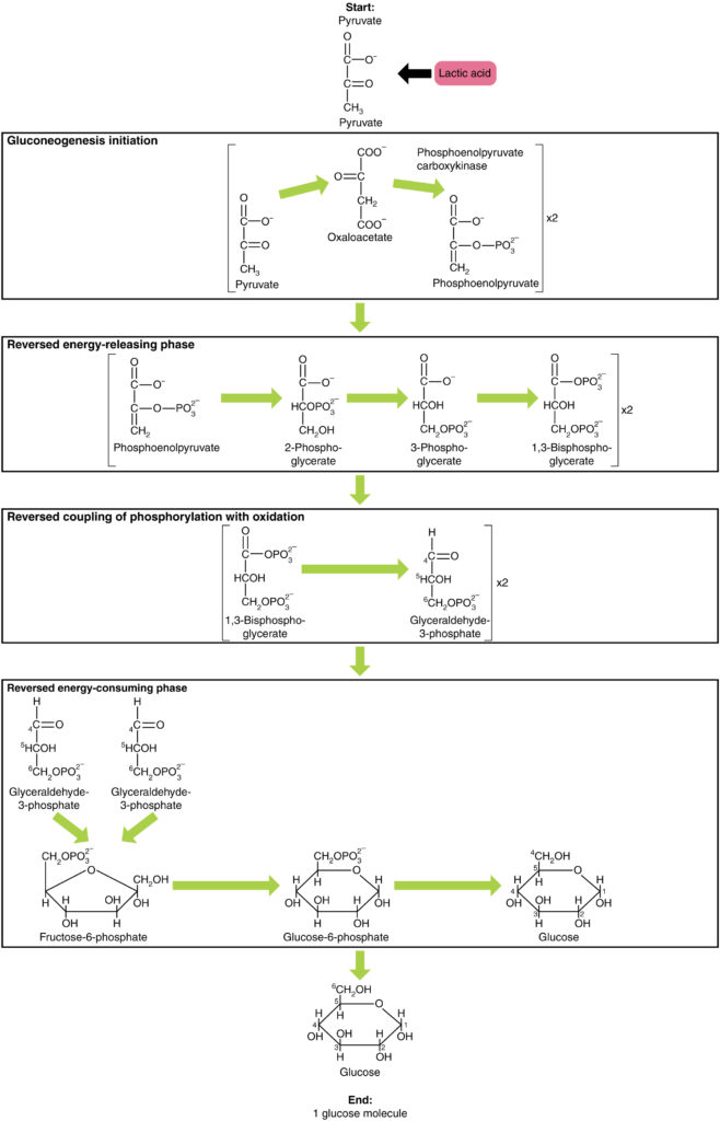 deze figuur toont de verschillende stappen in de gluconeogenese, waarbij pyruvaat wordt omgezet in glucose.