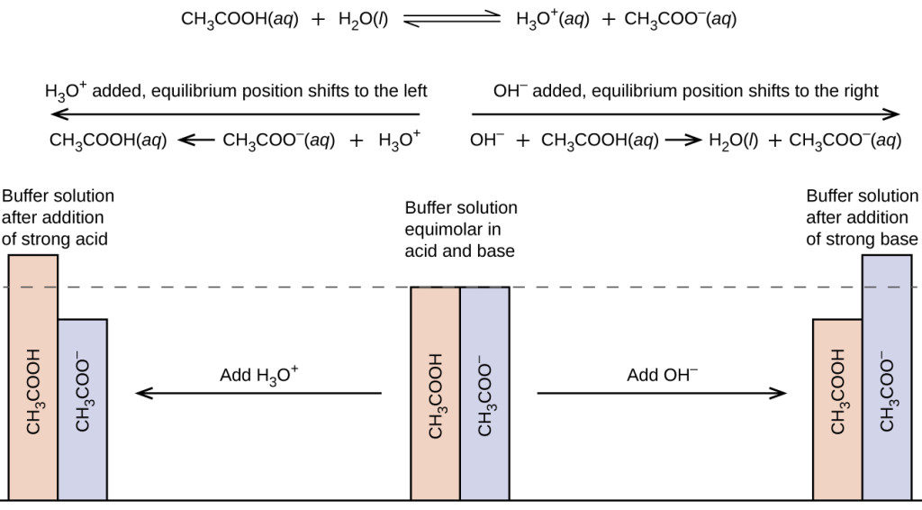 Buffer System in Chemistry  Definition, Function & Examples