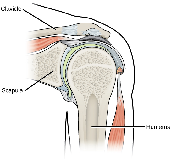 Joints and Skeletal Movement BIO 101