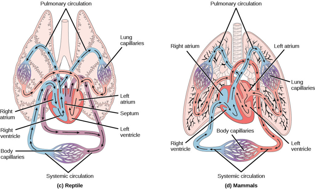 Overview of the Circulatory System BIO 101