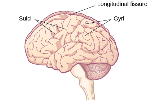 An illustration of the brain’s exterior surface shows the ridges and depressions, and the deep fissure that runs through the center.