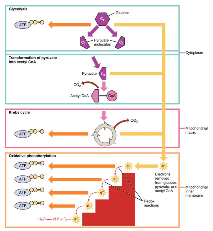 Intermediary Metabolism Chart