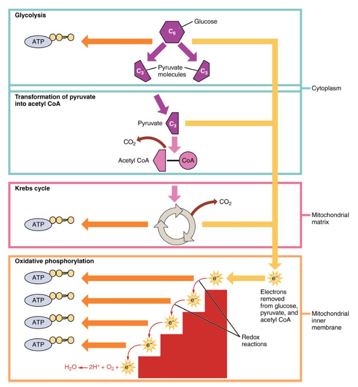 Carbohydrate Metabolism Anatomy And Physiology II Carbohydrate Metabolism Anatomy And Physiology II