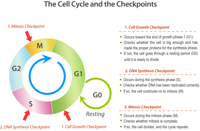 Introduction to Cell Cycle Checkpoints | Biology for Non-Majors I