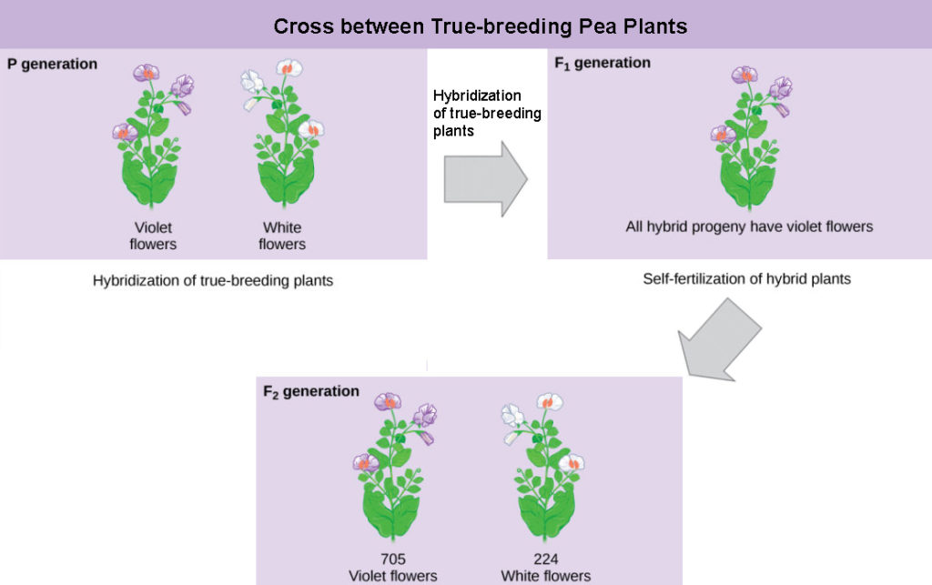 Mendel’s Experiments and Heredity Biology for NonMajors I