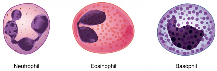 The left image shows a neutrophil, the middle image shows an eosinophil, and the right image shows a basophil.
