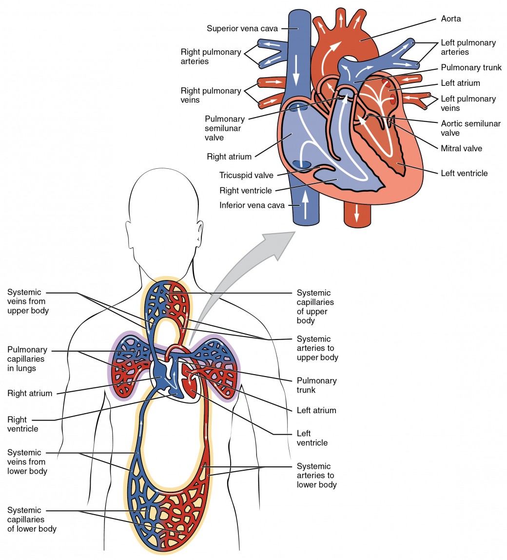 Cardiovascular System Flow Chart