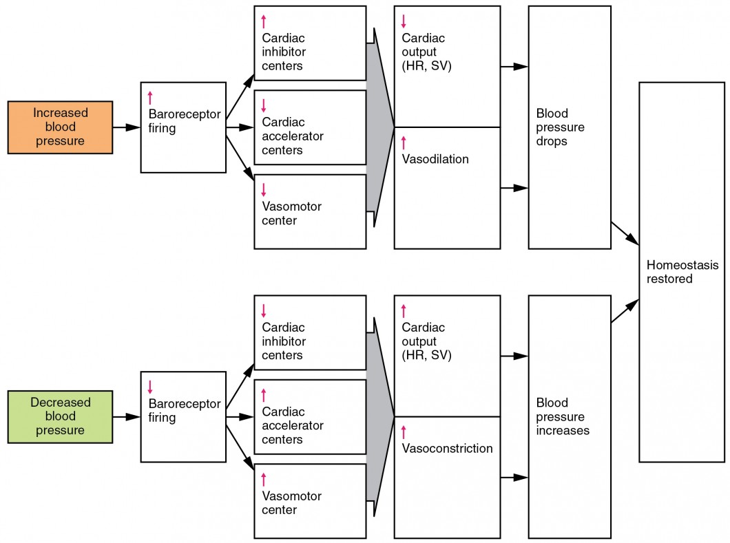 This flow chart shows what happens when blood pressure is increased or decreased. The top panel shows the events that take place when blood pressure is increased, and the bottom panel shows the events that take place when blood pressure is decreased.