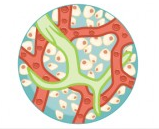 Circulatory Pathways | Anatomy and Physiology