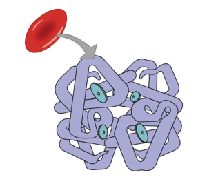 Erythrocyte and Hemoglobin