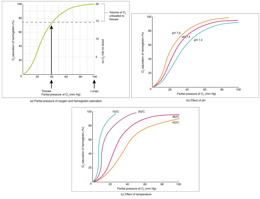 Part a: The top panel of this figure shows a graph with oxygen saturation of the y-axis and partial pressure of oxygen on the x-axis. Part b: The middle panel shows oxygen saturation versus partial pressure of oxygen as a function of pH. Part c: The bottom panel shows the same relationship as a function of temperature.