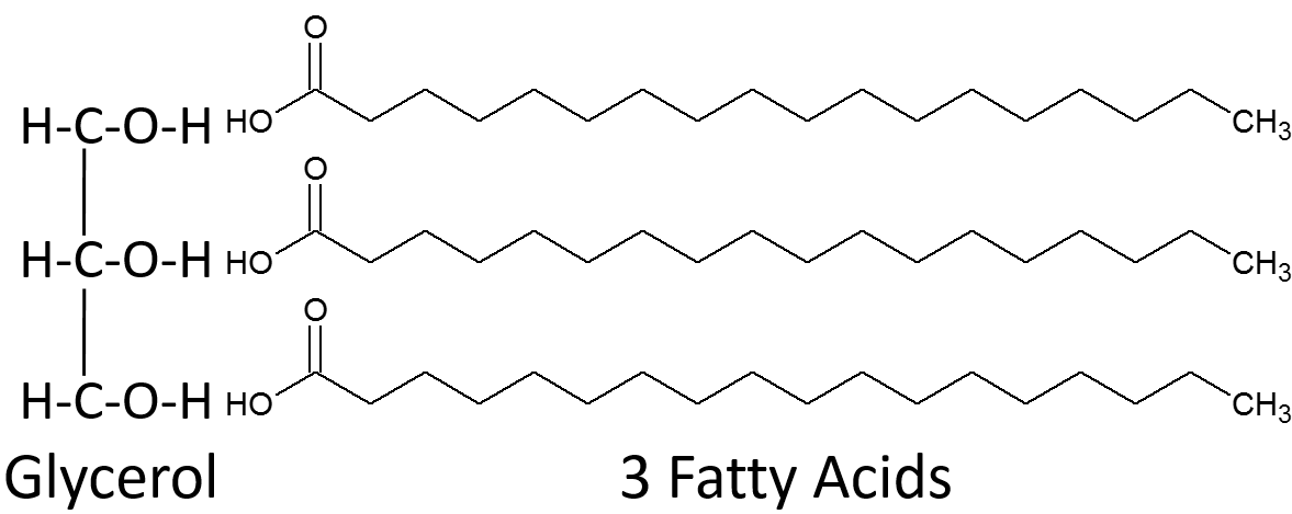 structure of fatty acid and glycerol