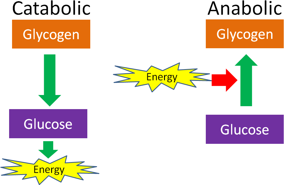 6 1 Metabolism Basics Nutrition