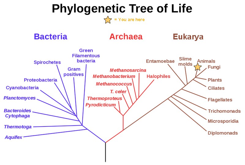 Themes And Concepts Of Biology OpenStax Biology