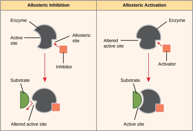 Enzymes OpenStax Biology