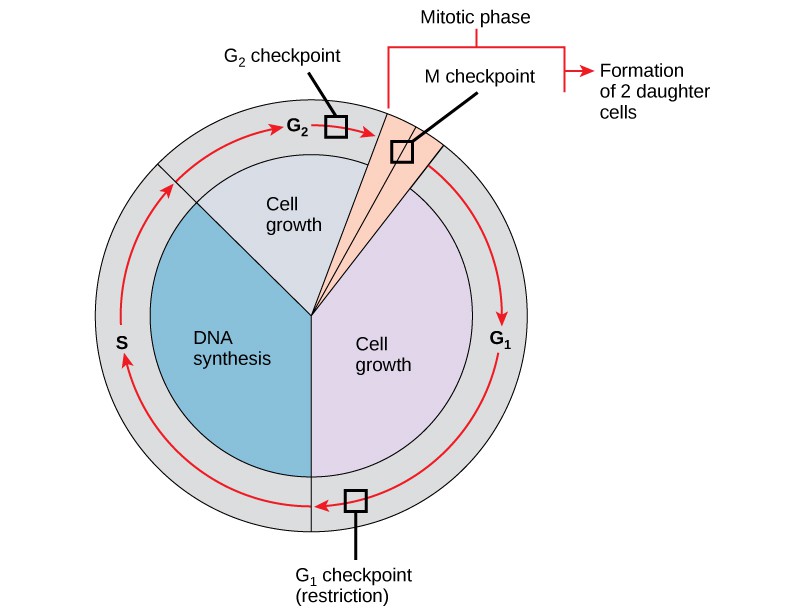 Control of the Cell Cycle OpenStax Biology