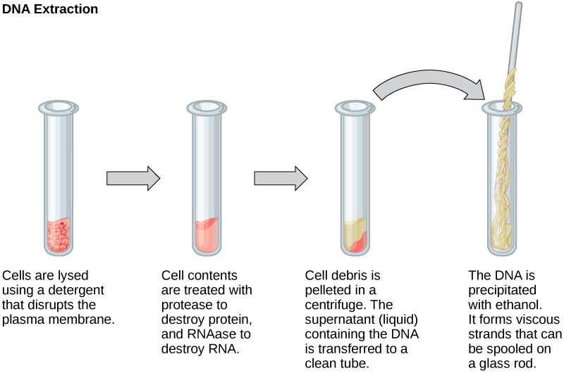 Biotechnology OpenStax Biology