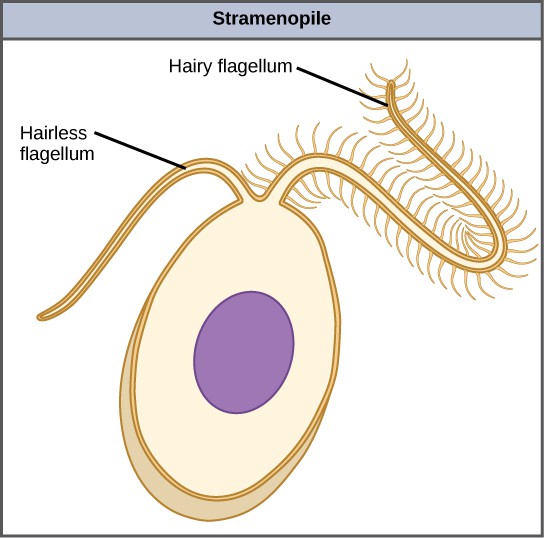 Groups of Protists OpenStax Biology