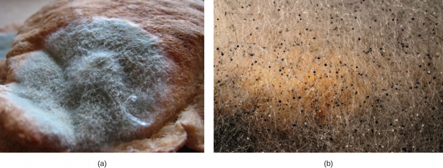Classifications Of Fungi Openstax Biology Classifications Of Fungi Openstax Biology