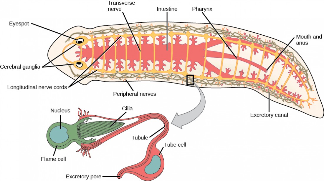Superphylum Lophotrochozoa OpenStax Biology superphylum-lophotrochozoa-openstax-biology