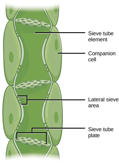 transport-of-water-and-solutes-in-plants-openstax-biology