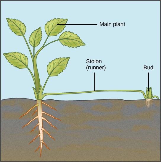 Asexual Reproduction OpenStax Biology