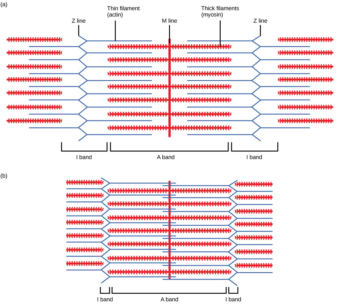 Muscle Contraction and OpenStax Biology