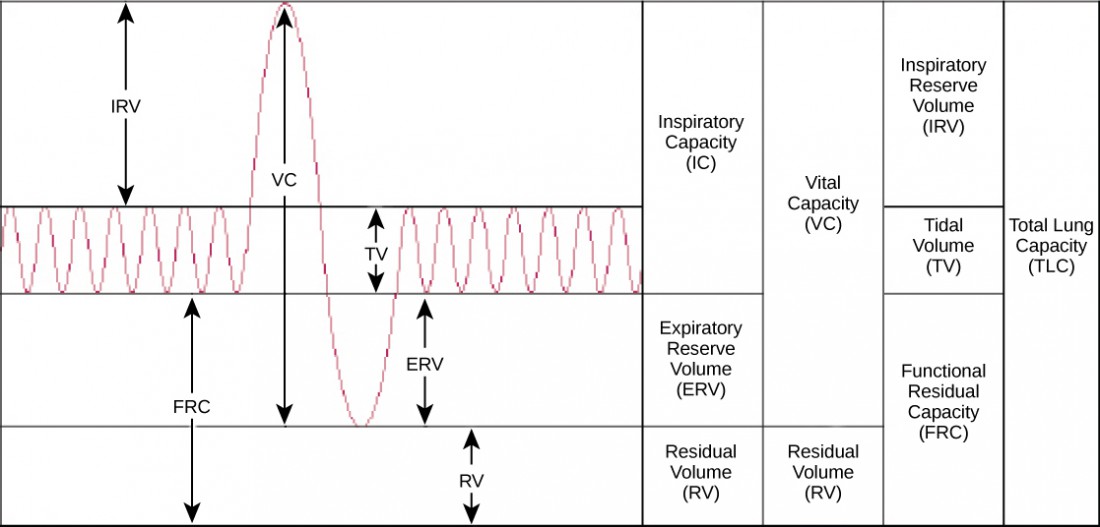 Gas Exchange across Respiratory Surfaces OpenStax Biology