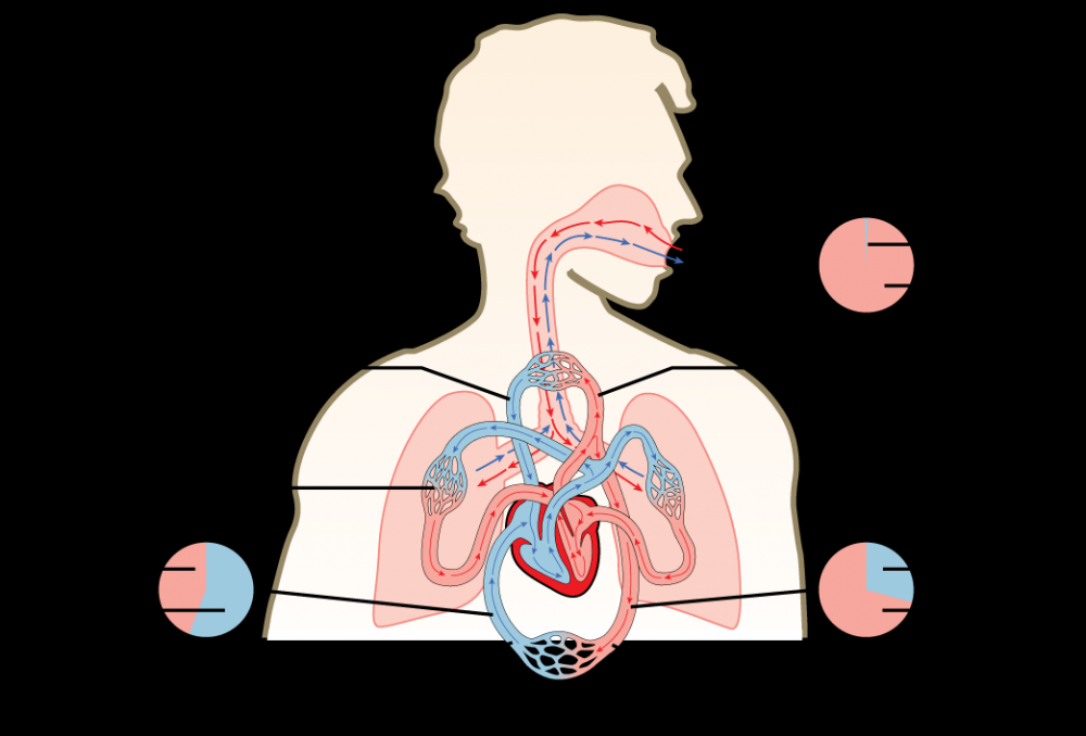 Gas Exchange across Respiratory Surfaces OpenStax Biology