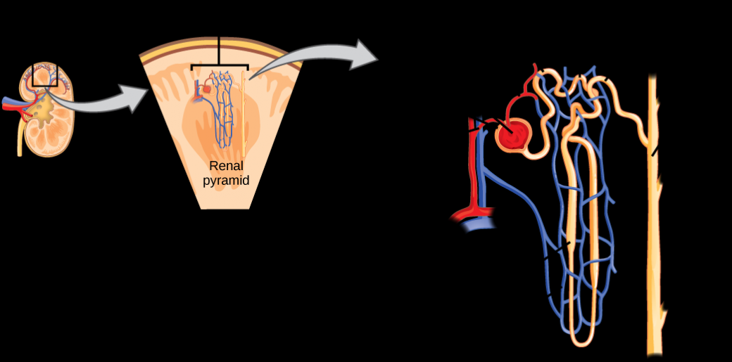 The Kidneys and Osmoregulatory Organs OpenStax Biology