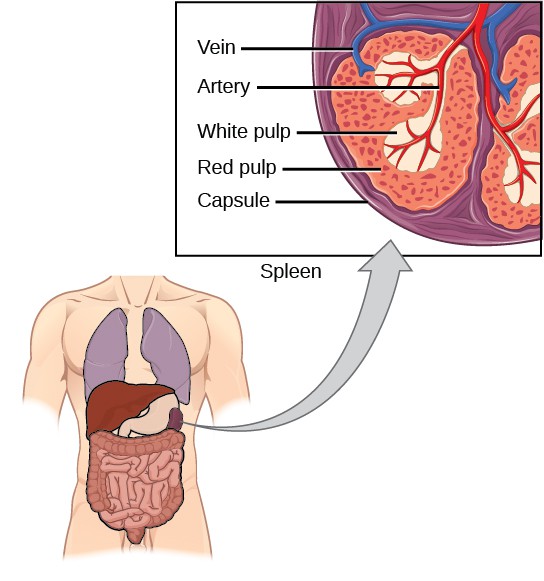Adaptive Immune Response OpenStax Biology