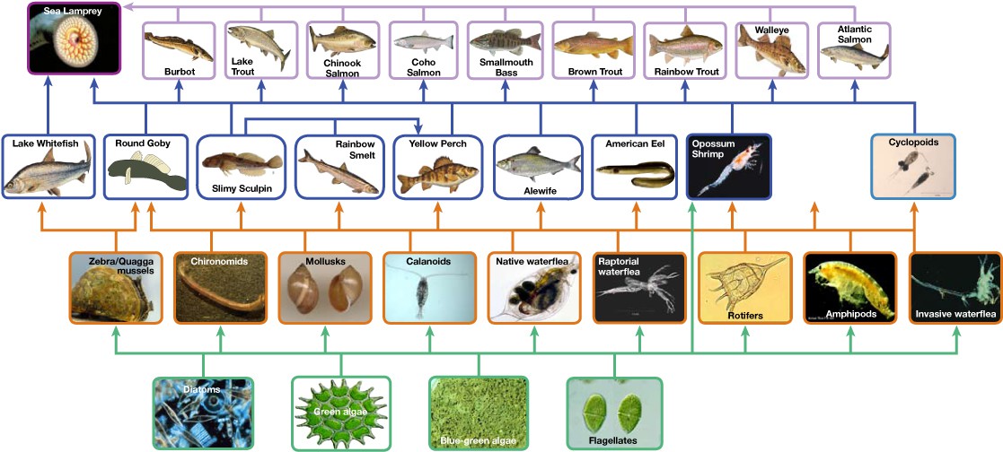 Ecology of Ecosystems OpenStax Biology